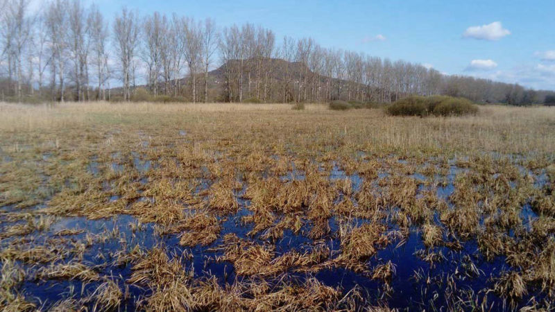 Lárvatenyészőhely Balaton 2020