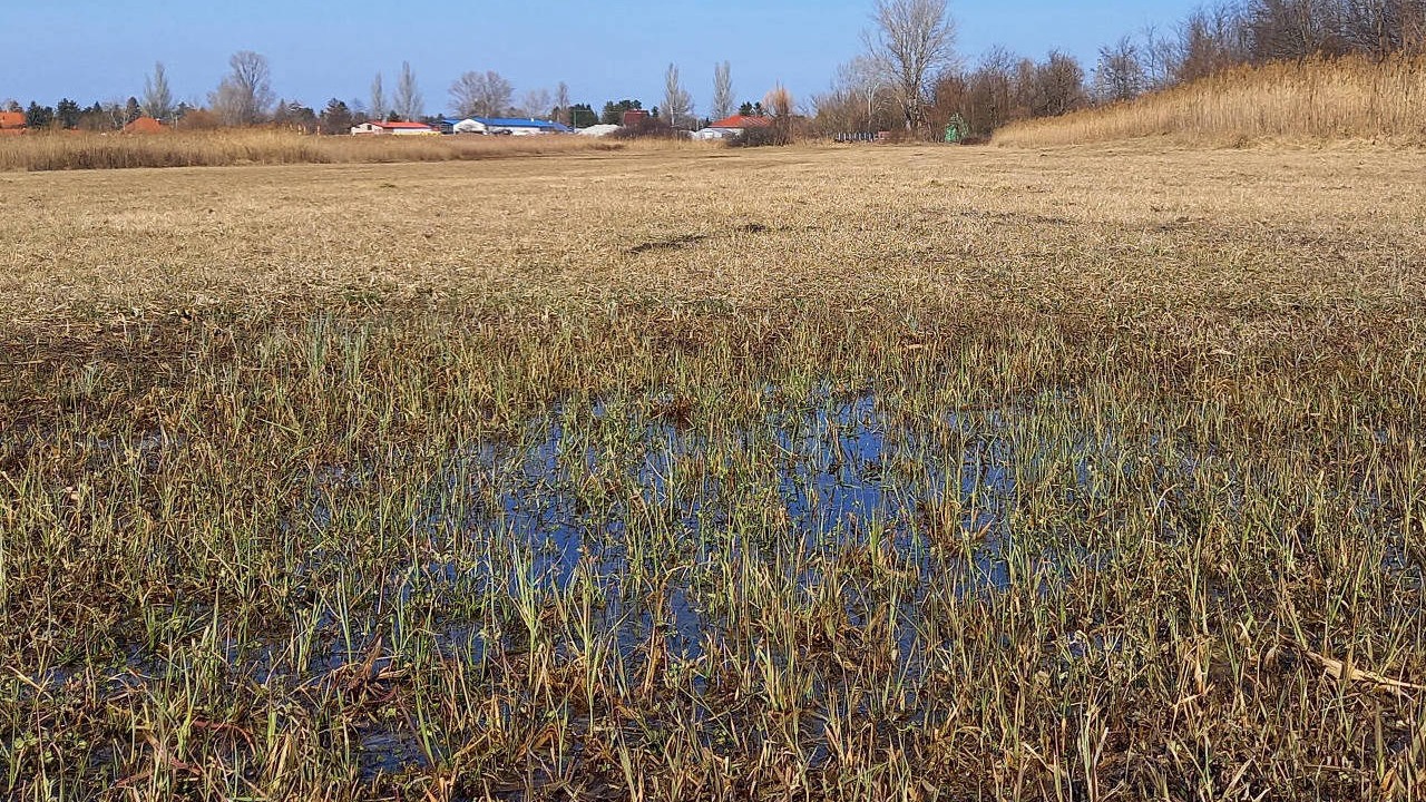 Tipikus lárvatenyészőhely (2019)